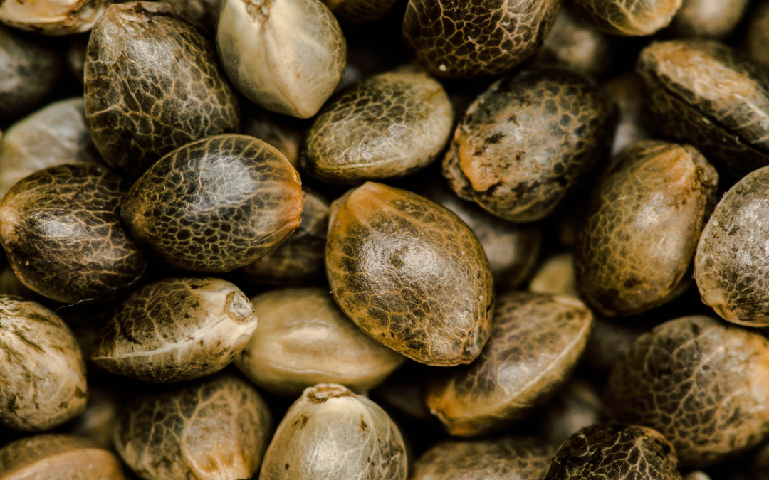 zoom in on cannabis seeds
